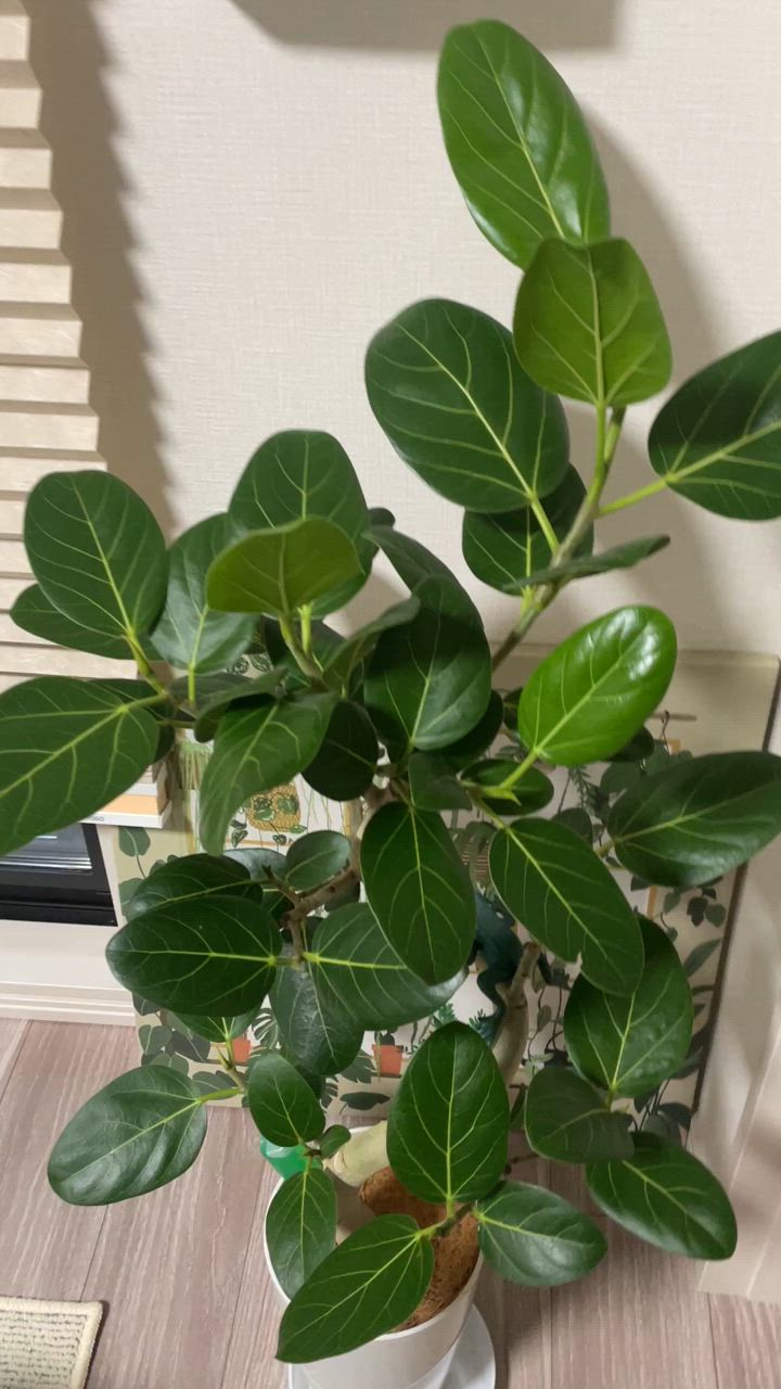 観葉植物 本物 ベンガルボダイジュ（フィカス・ベンガレンシス