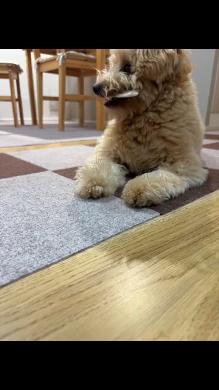 全体のレビュー動画のサムネイル | 11
