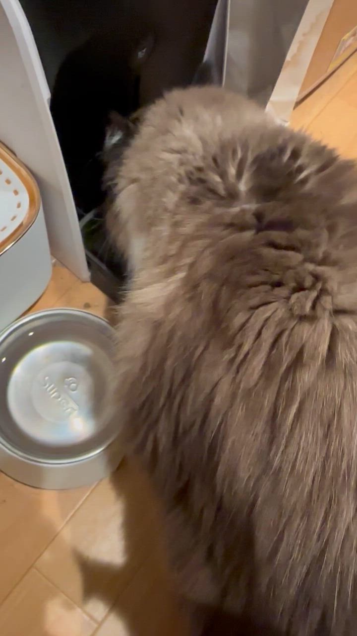 2件目のレビュー動画のサムネイル | 0