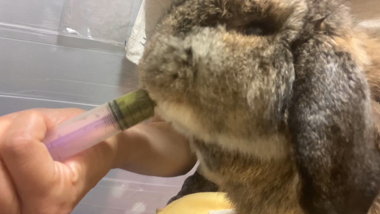 ハイペット うさぎのきわみ ライフサポート 100g 正規品 うさぎ