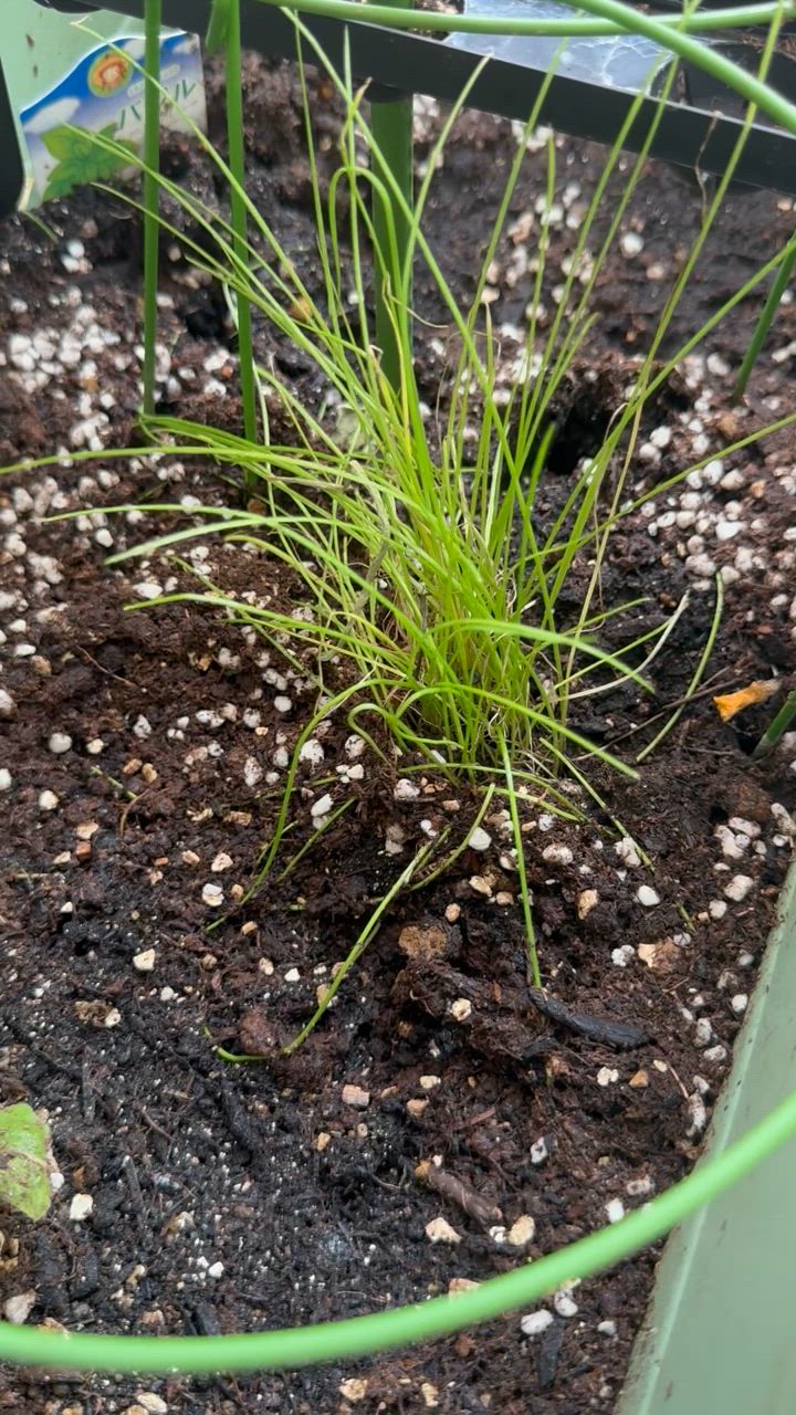 天然 ニラ 苗　360本 Amazon.co.jp: ニラ 群馬里山産 ニラ苗の抜き苗30株 無農薬 : ホビー