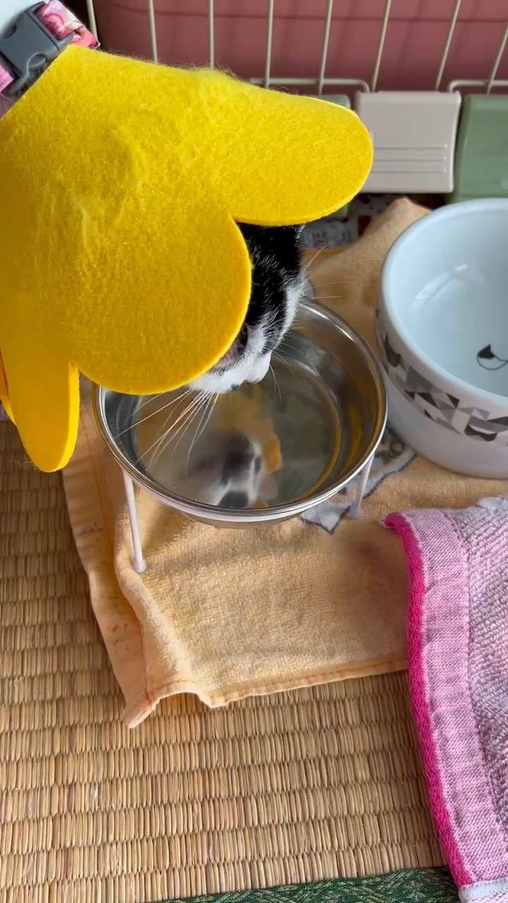全体のレビュー動画のサムネイル | 1