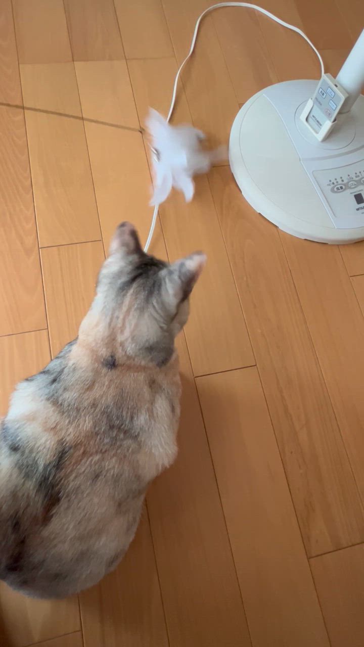 全体のレビュー動画のサムネイル | 2