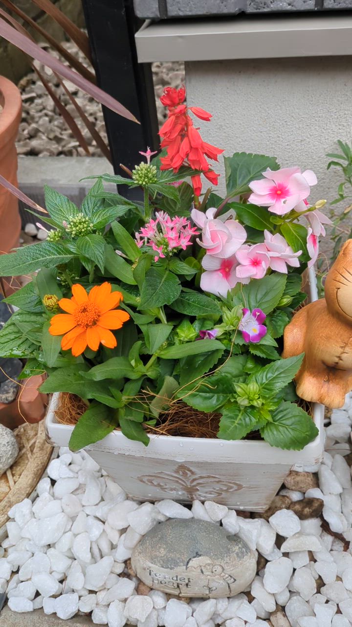 お買得！季節の寄せ植え 春夏 アンティーク調スクエアプランター