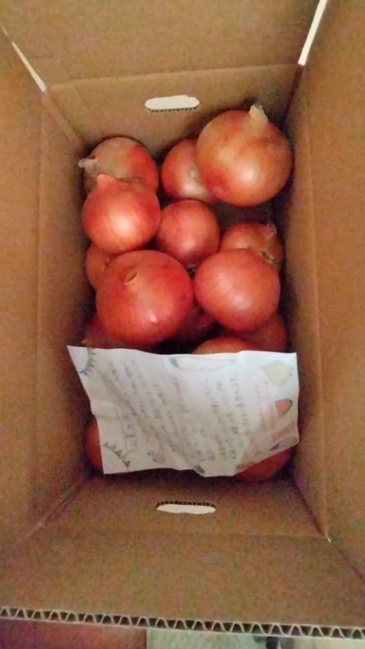 農家直送！！愛果28号→小玉5kg 農家直送！愛果28号→家庭用5kg 果物