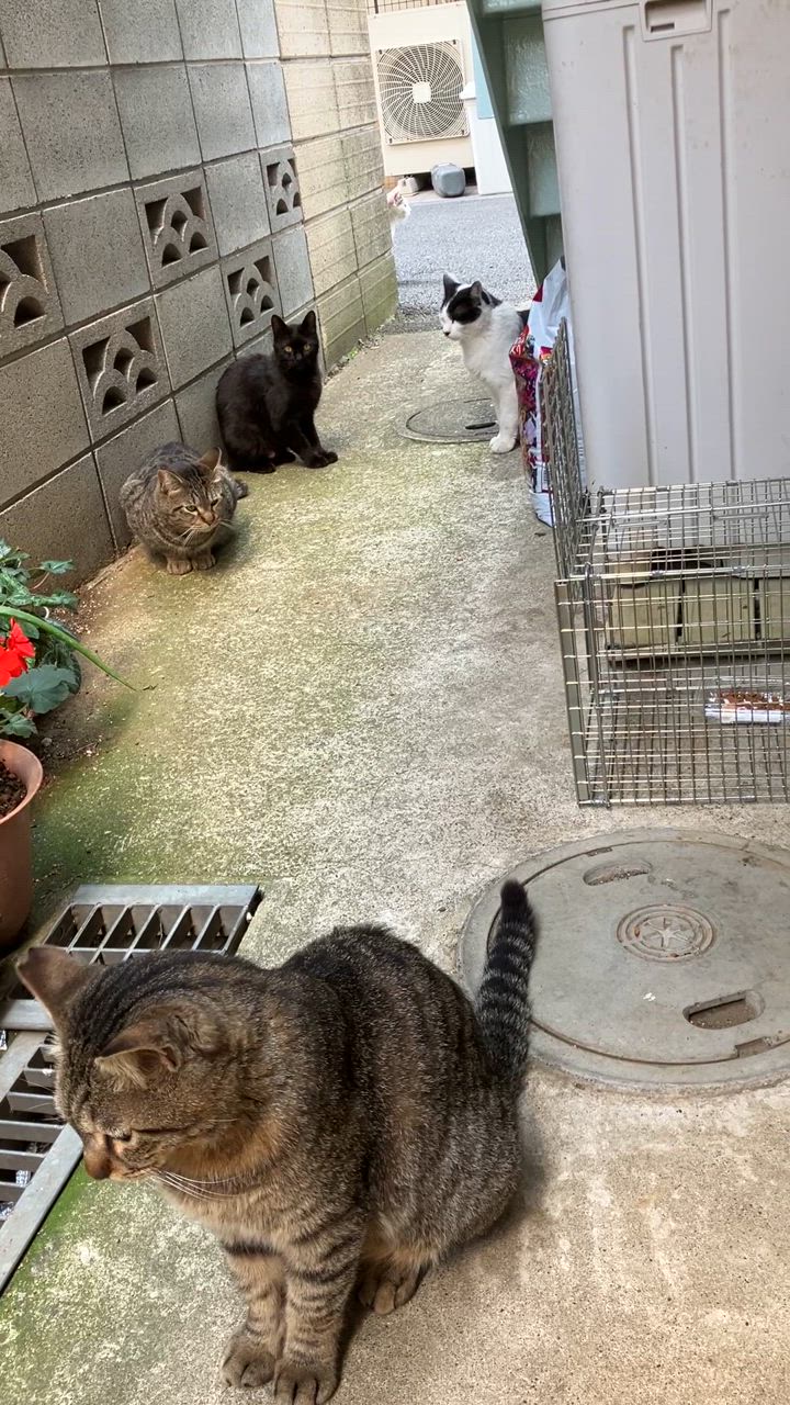 スマック キャットスマック にゃんズ満足 多頭飼い用 真鯛味 6.5