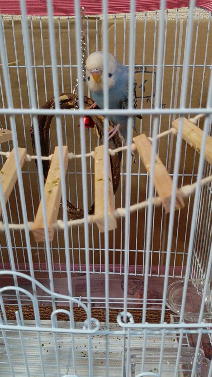 鳥 インコ 止まり木 丸型 サークル トイ 遊び場 天然木 セキセイ 鳥 インコ 止まり木 丸型 サークル トイ 遊び場 天然木 セキセイ