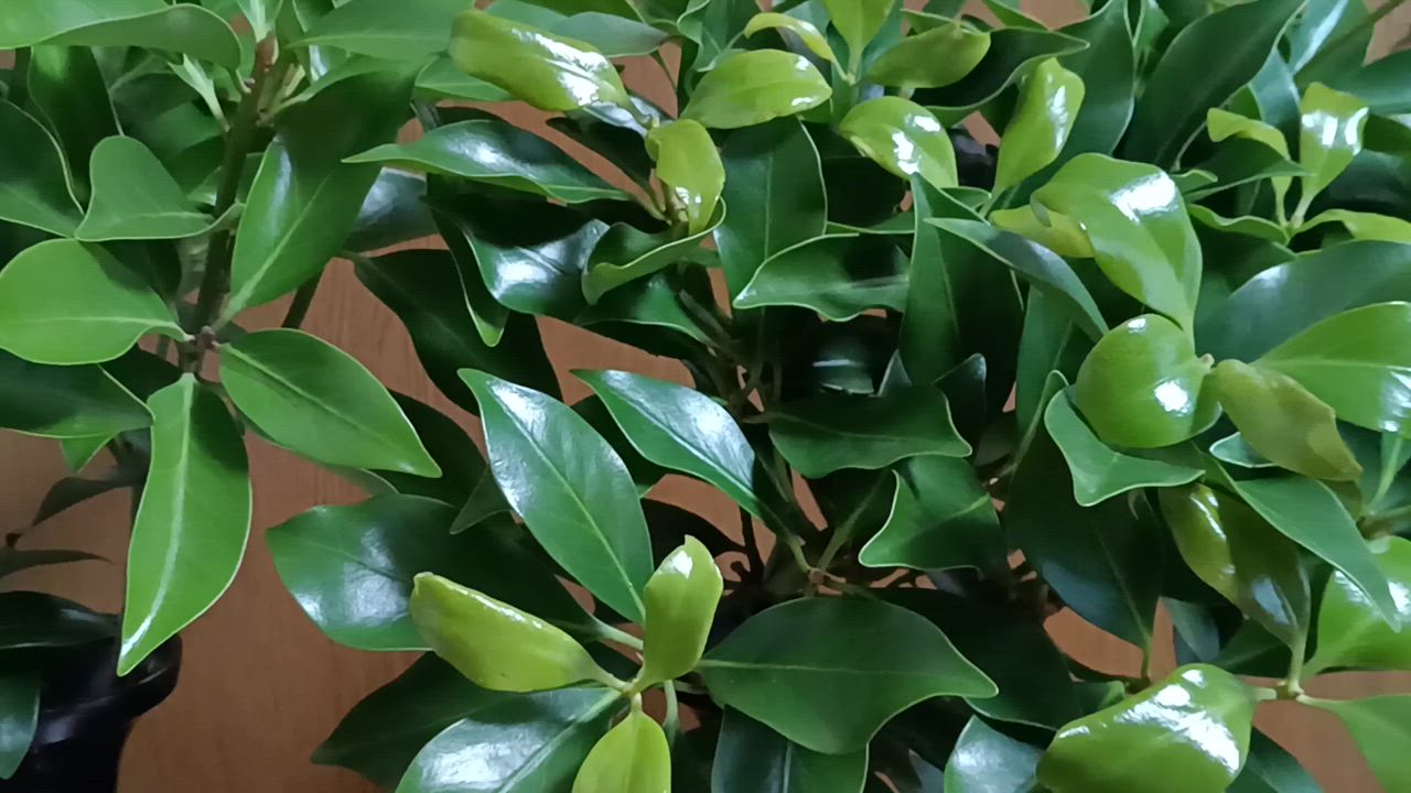 全体のレビュー動画のサムネイル | 0