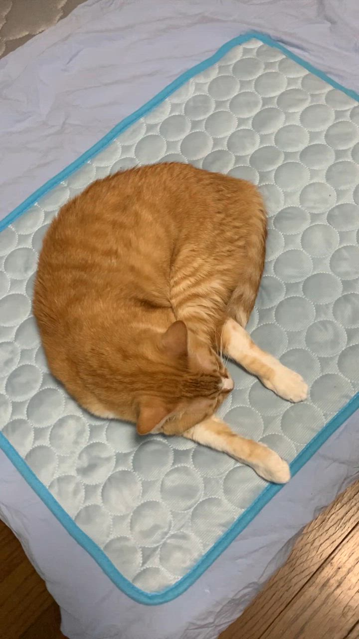 全体のレビュー動画のサムネイル | 10