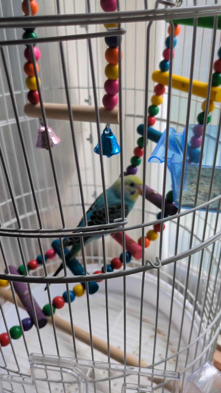 RAKU 鳥カゴ 鳥かご 鳥小屋 多頭飼い 鳥ケージ バードパレス
