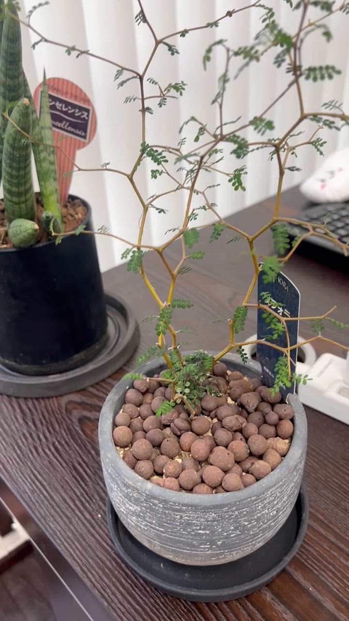 その他観葉植物 BEBE 観葉植物【パキラ ガジュマル サンスベリア アンスリウム ほか