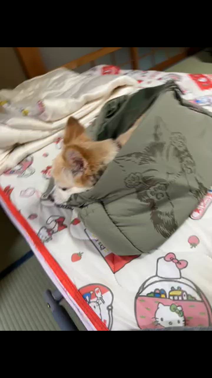 しっぽスリング猫キャリー カーキ : わちふぃーるど Yahoo!店