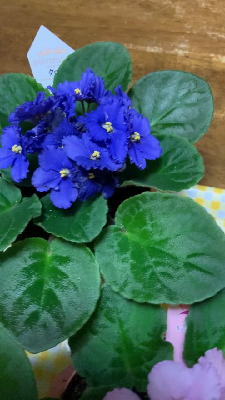 セントポーリア 「24 タロー」開花株 3.5号 : フラワーショップ