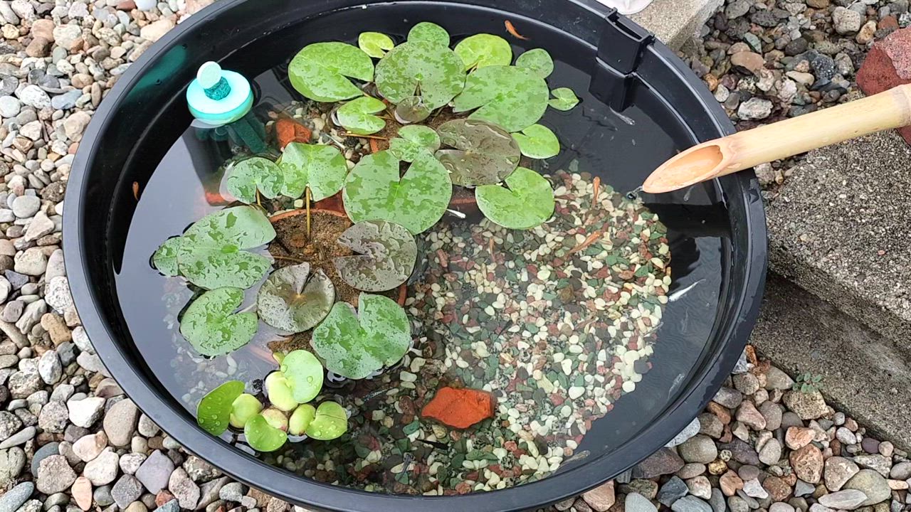 20匹+水草セット】メダカ おまかせミックスメダカ【送料無料 20匹+水草セット】メダカ おまかせミックスメダカ【送料無料