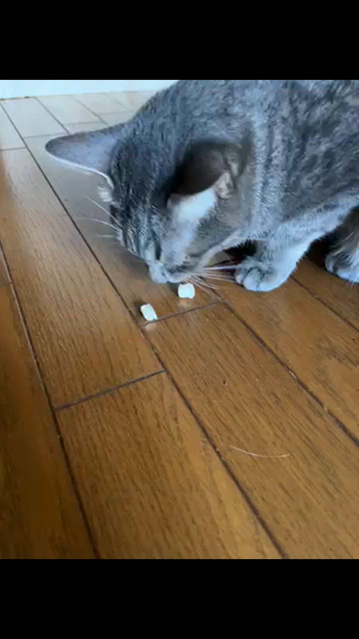 全体のレビュー動画のサムネイル | 0