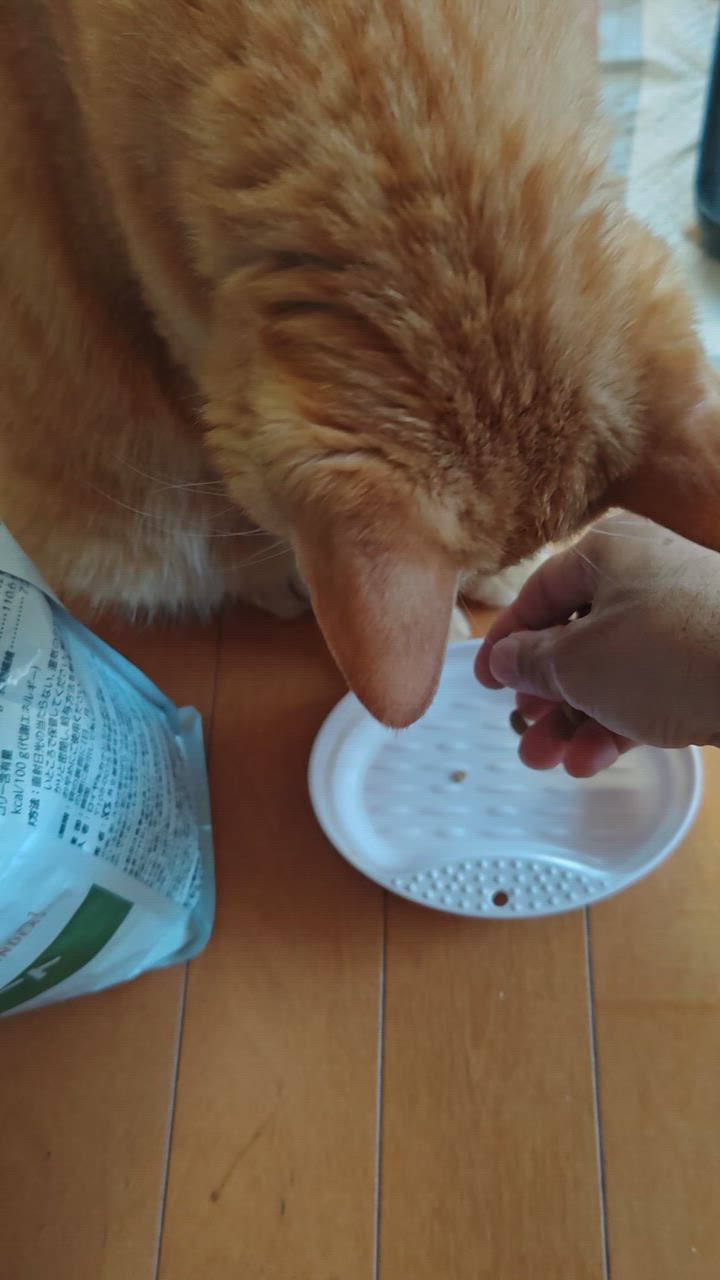 c3▫２袋セット▫ロイヤルカナン▫猫用 食事療法食▫満腹感サポート▫２kg×2▫ Amazon | 【療法食】 ロイヤルカナン キャットフード 満腹感