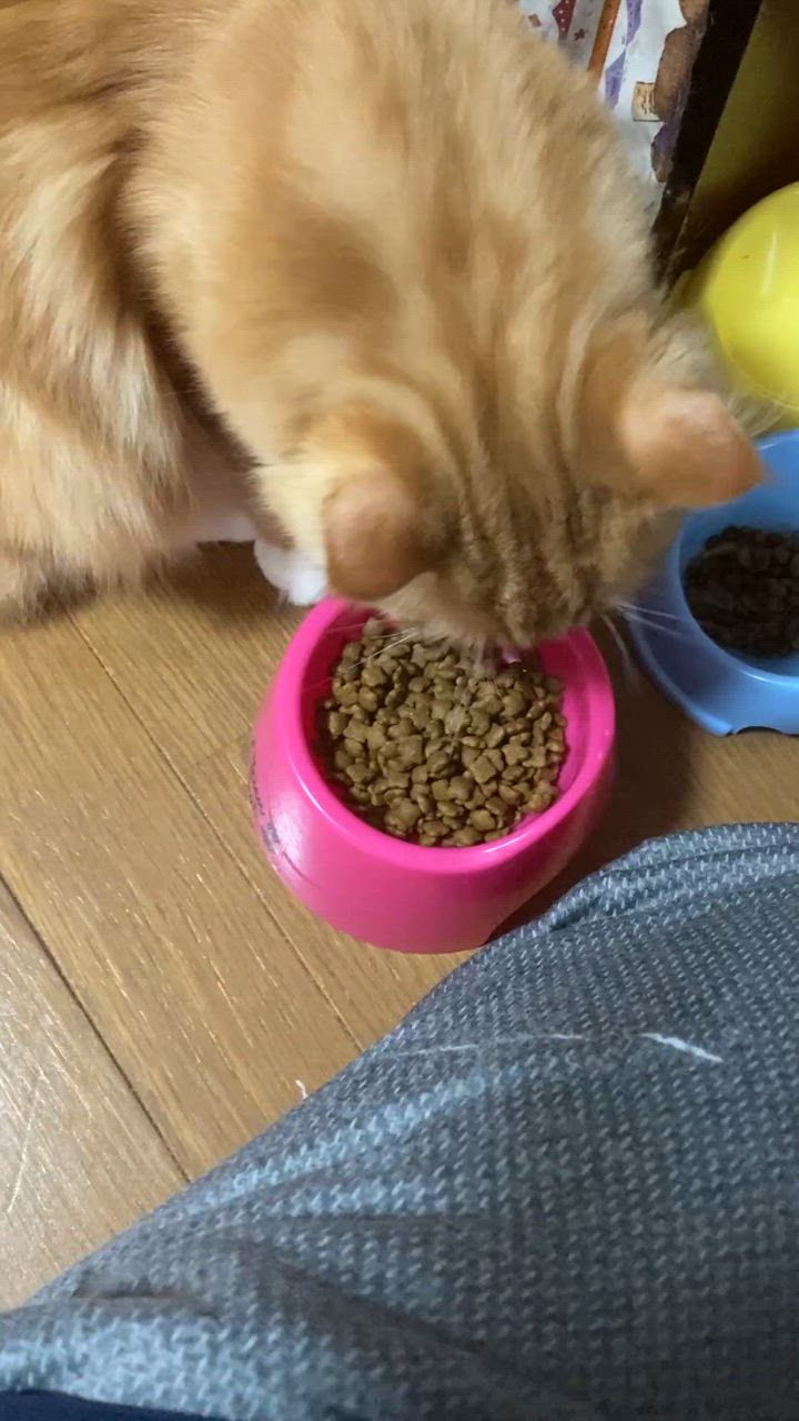 ピュリナワン ネスレ ピュリナ ワン キャット 1歳までの子ねこ用 ピュリナワン ネスレ ピュリナ ワン キャット 1歳までの子ねこ用