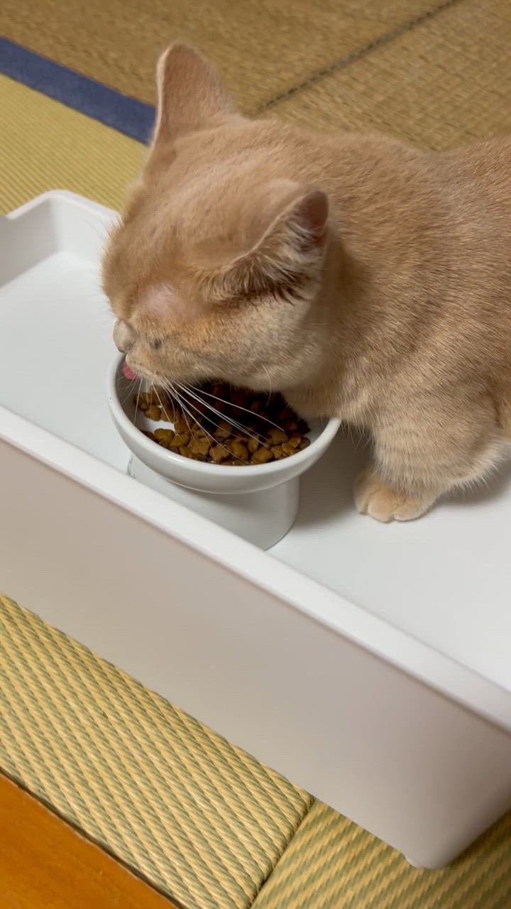 ロイヤルカナン インドア 4kg / 室内で生活する成猫用（生後12