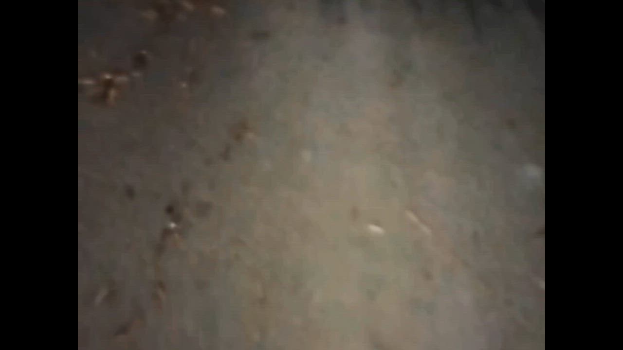3件目のレビュー動画のサムネイル | 0