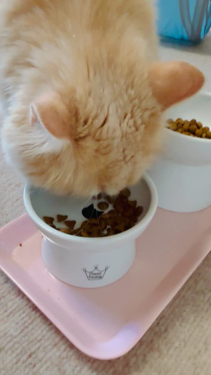 全体のレビュー動画のサムネイル | 1