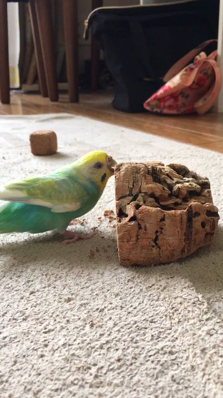 インコのおもちゃ 天然そのまま コルクの木 手洗い洗浄済み
