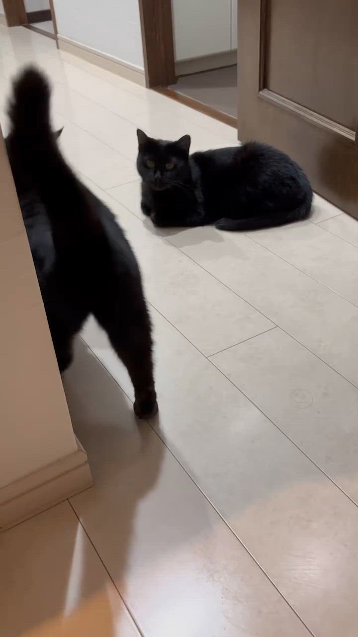 1件目のレビュー動画のサムネイル | 0