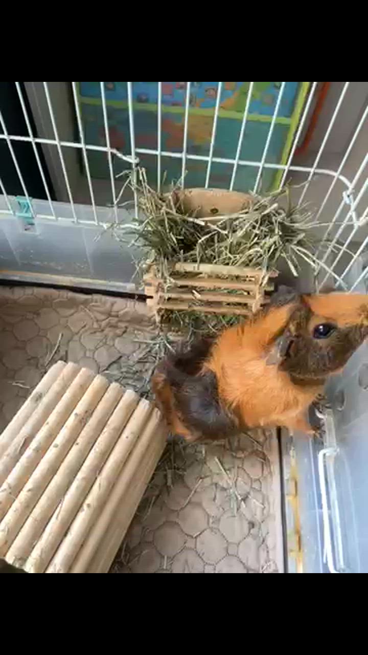 全体のレビュー動画のサムネイル | 0