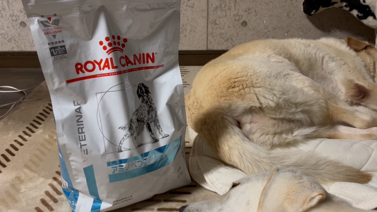  CANIN アミノペプチドフォーミュラ 3袋セット Amazon.co.jp: 【3袋セット】ロイヤルカナン 食事療法食 犬用
