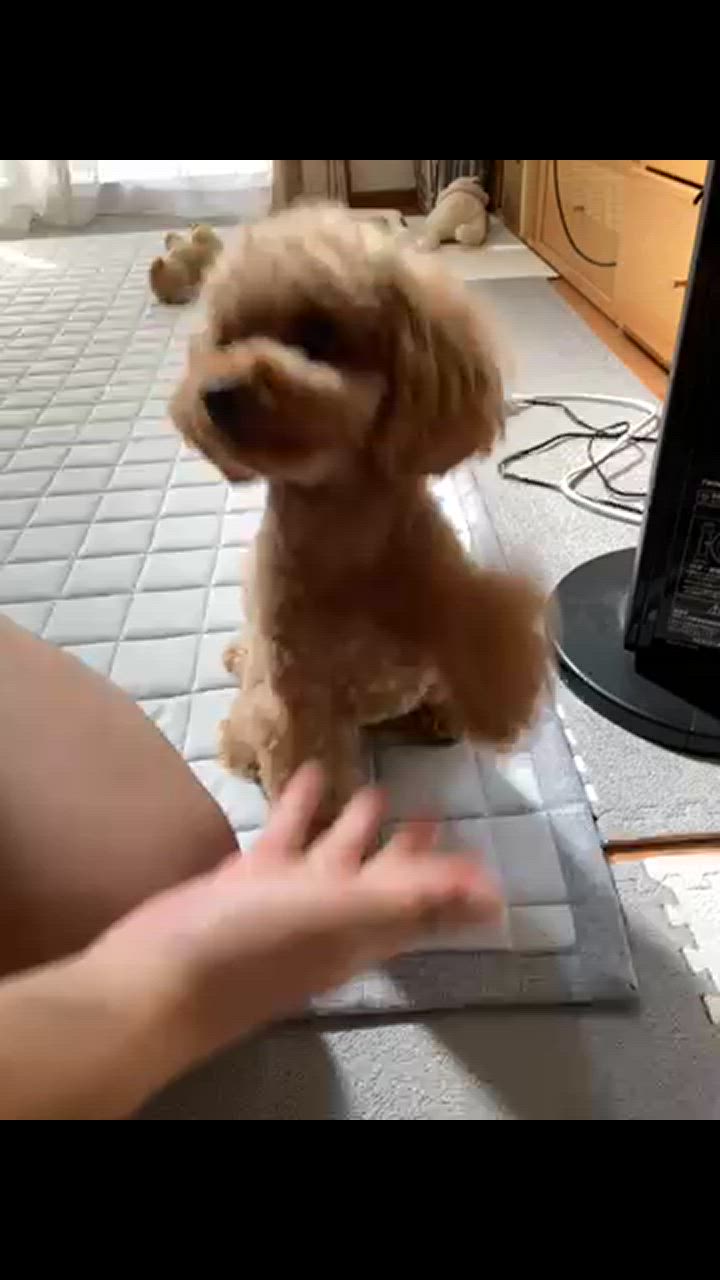 1件目のレビュー動画のサムネイル | 0