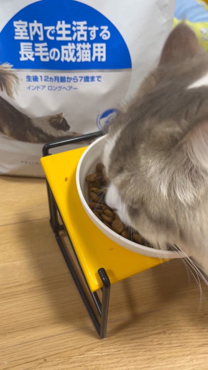ロイヤルカナン インドア ロングヘアー 猫用 4kg (猫・キャット