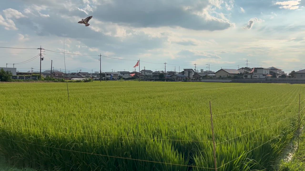 全体のレビュー動画のサムネイル | 1