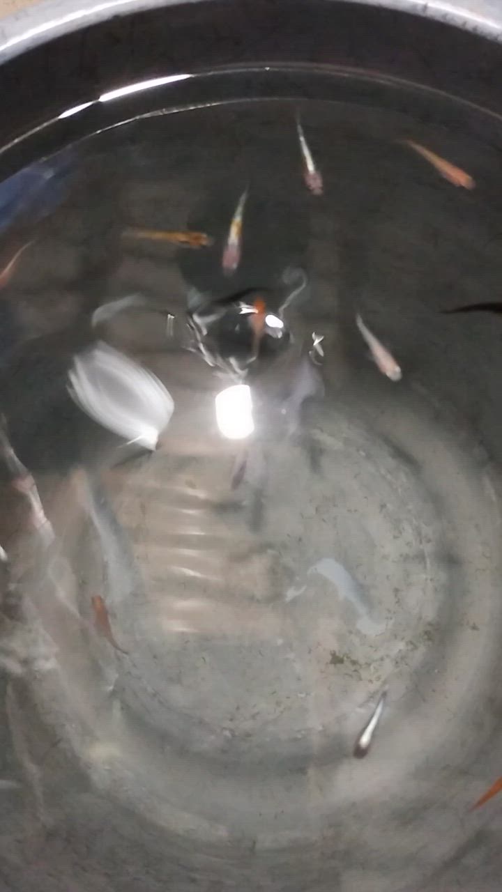 全体のレビュー動画のサムネイル | 17