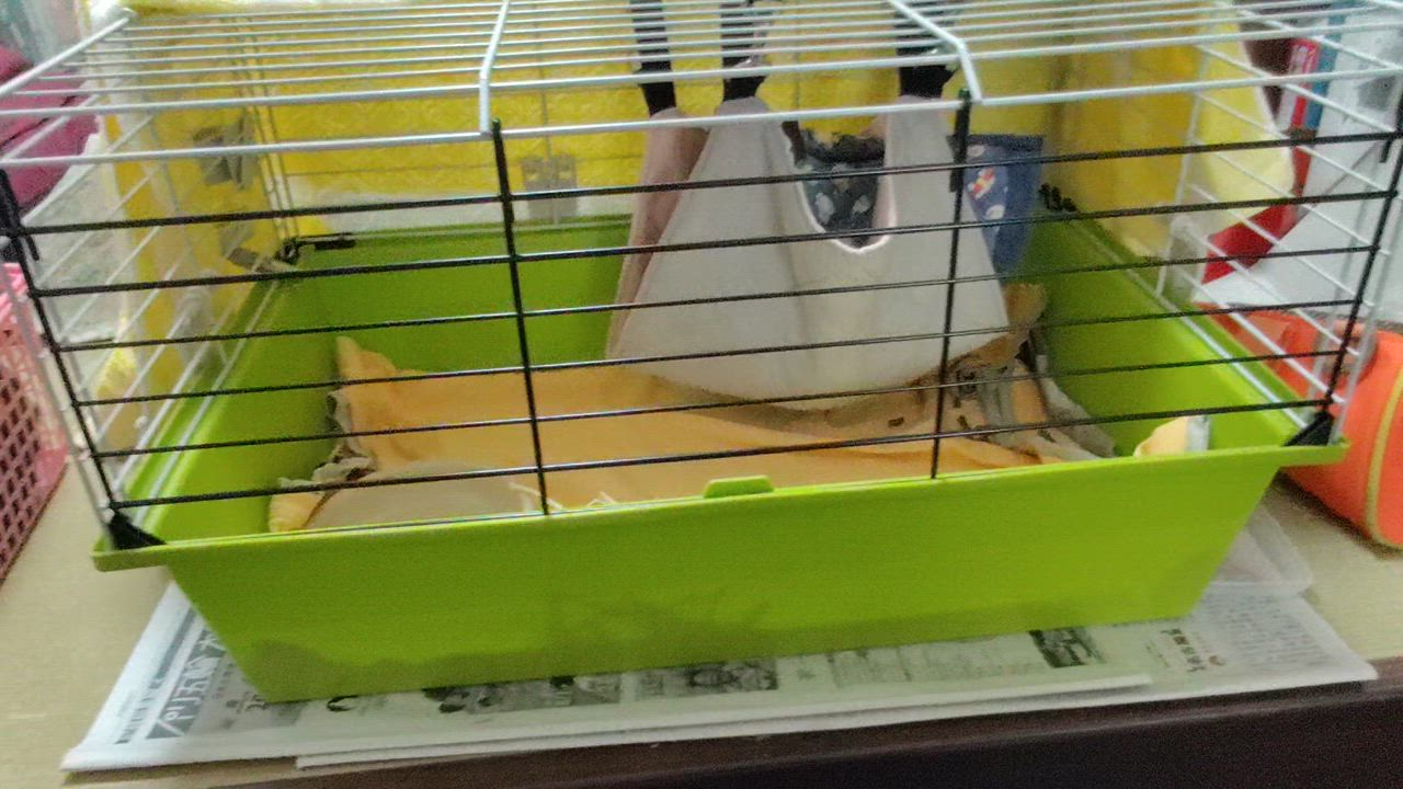 小動物　ケージ　セット 楽天市場】ギニア 60 DX モルモット ゲージ 小動物 ハウス