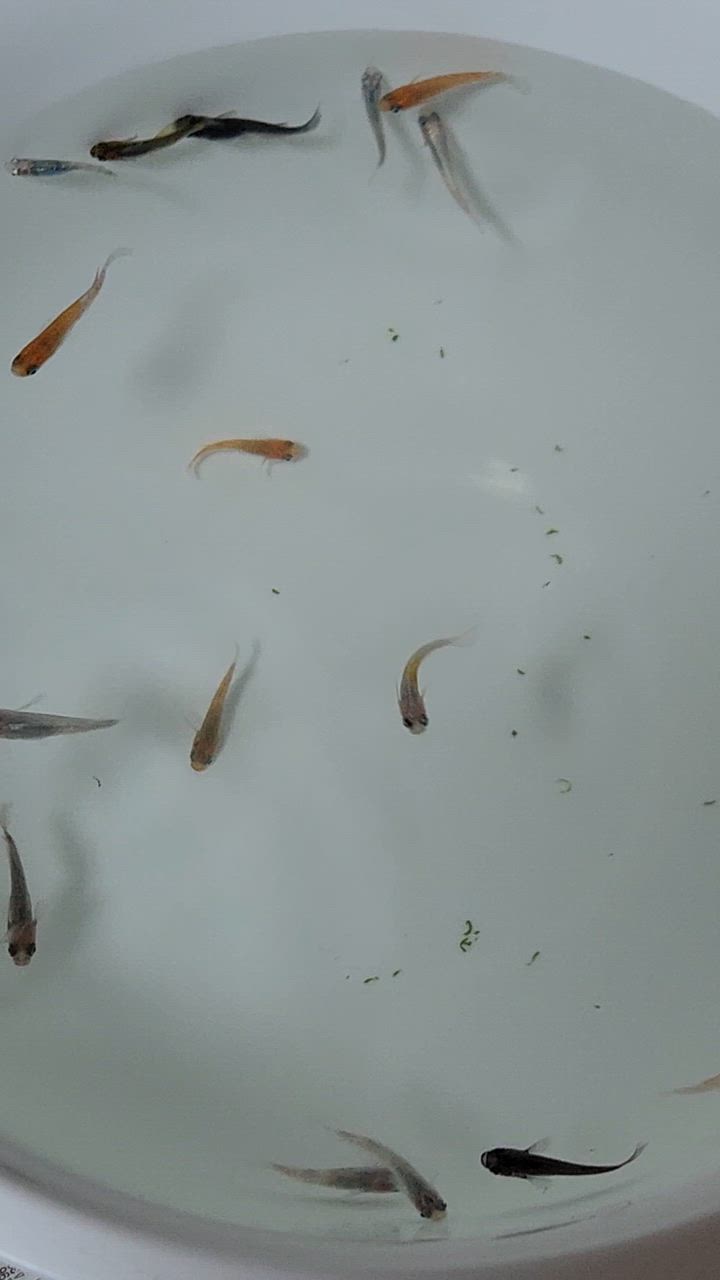 全体のレビュー動画のサムネイル | 16