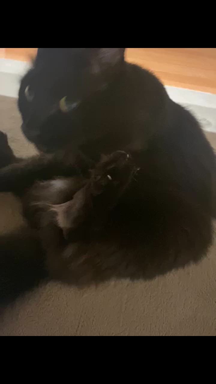 全体のレビュー動画のサムネイル | 0