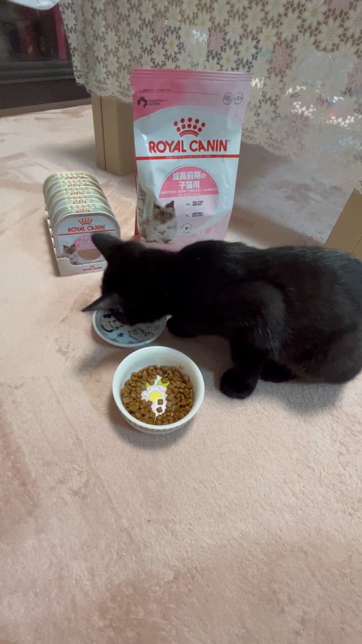 ロイヤルカナン　子猫用セット　ドライ４００ｇ×２袋　ウェット１００ｇ×２４個 楽天市場】ロイヤルカナン 猫 成長後期の子猫用ドライウェット