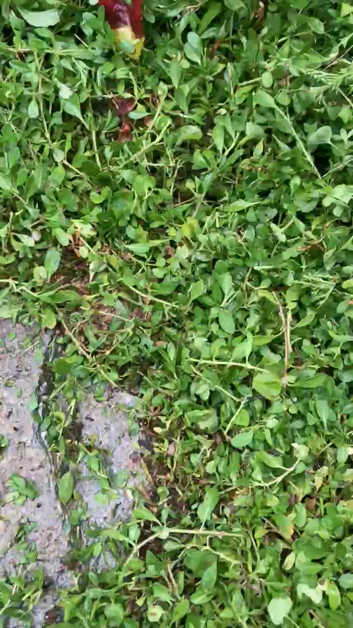 1件目のレビュー動画のサムネイル | 0