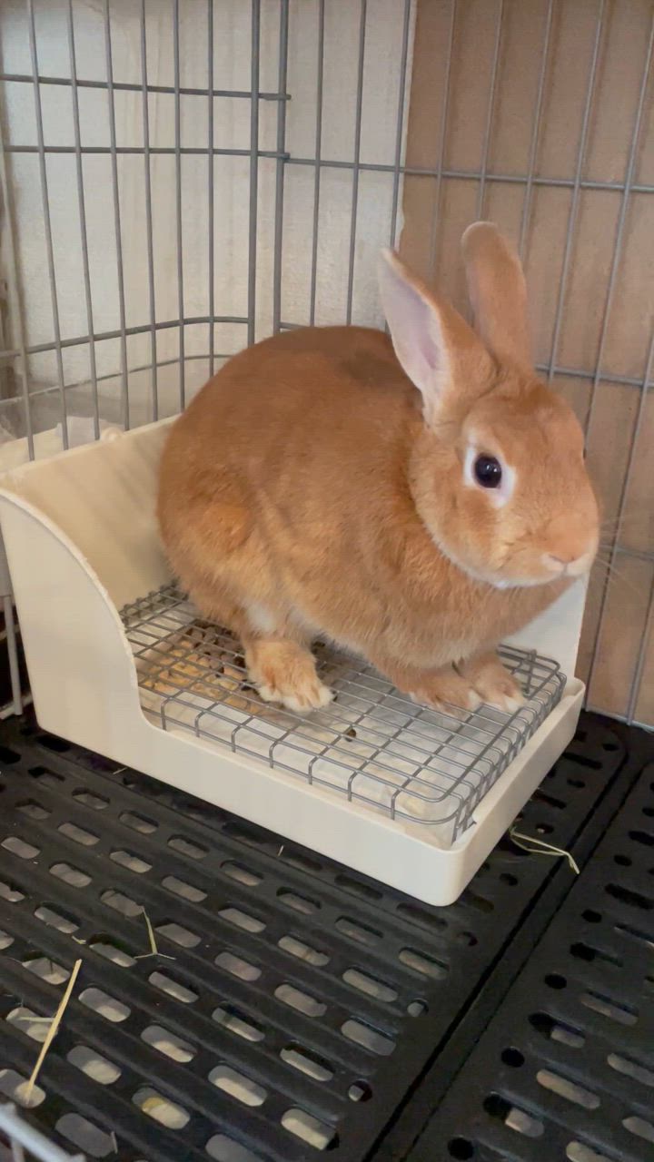 全体のレビュー動画のサムネイル | 0