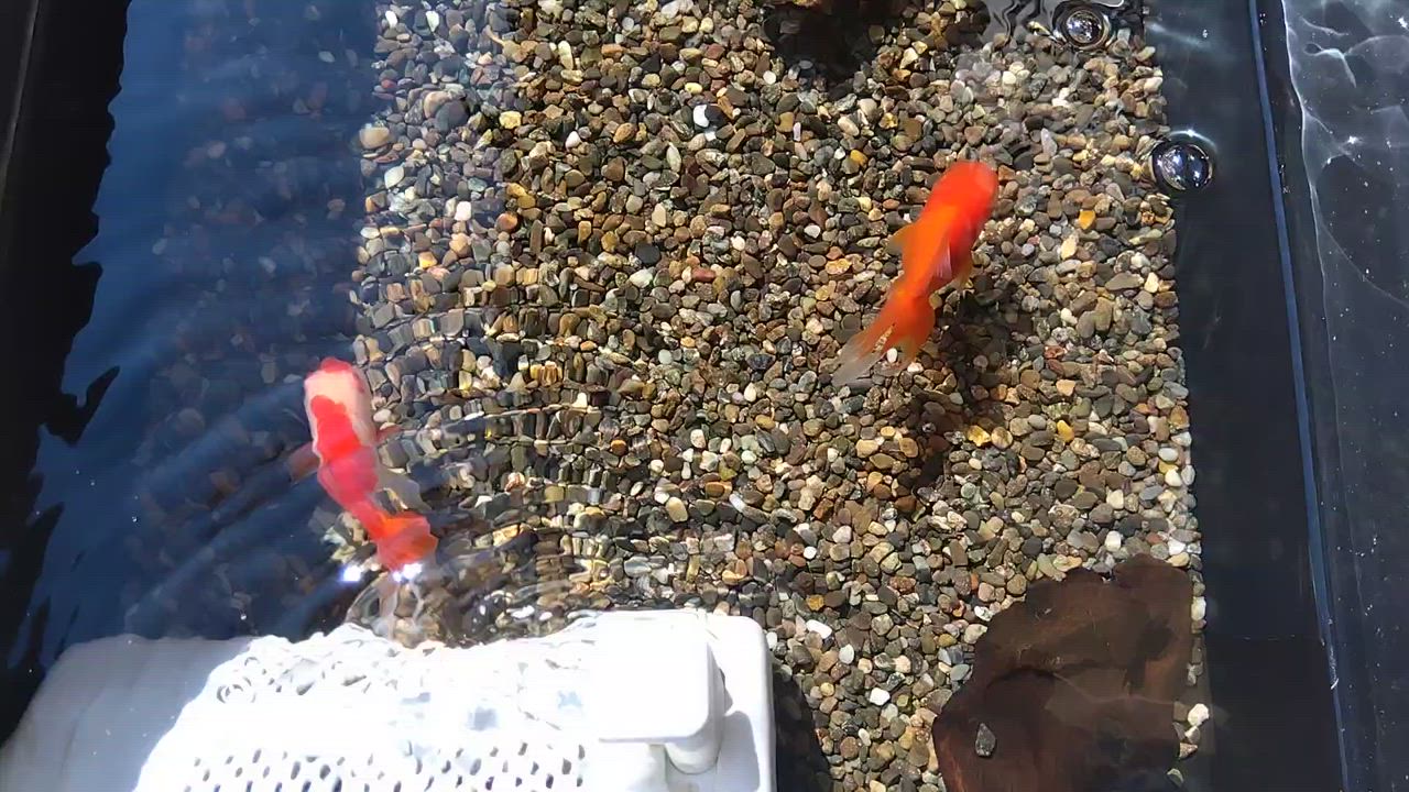 チャーム（ペット） （国産金魚）オランダ獅子頭セット（更紗
