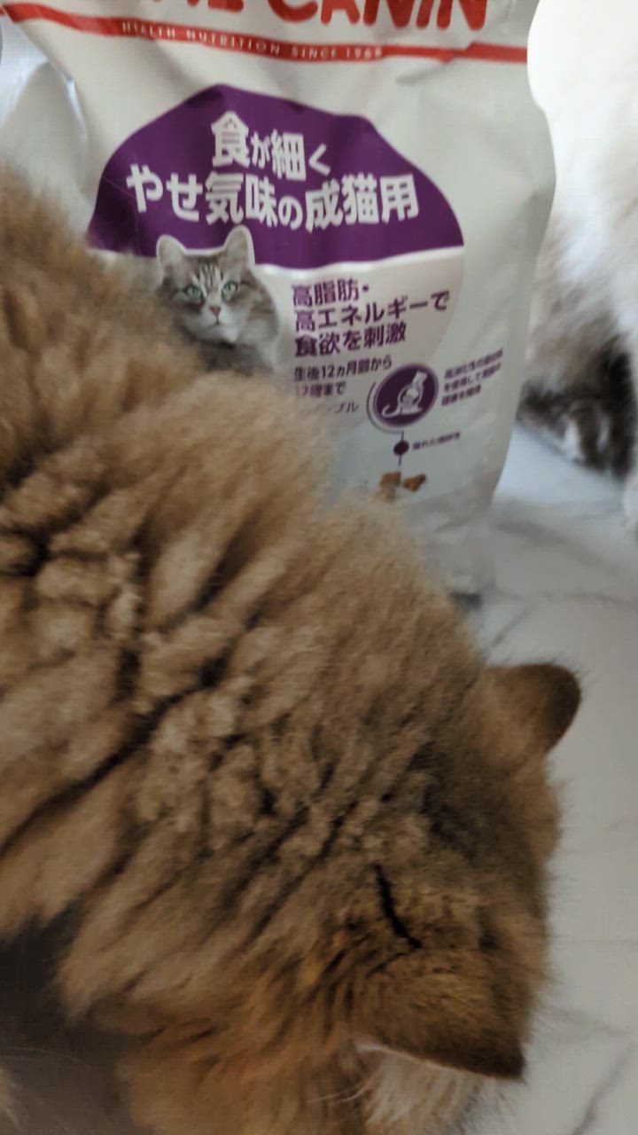 ロイヤルカナン　食が細くやせ気味の成猫用　センシブル　2キロ　2袋　計4キロ ロイヤルカナン 猫 センシブル 食が細くやせ気味の成猫用 4kg×4