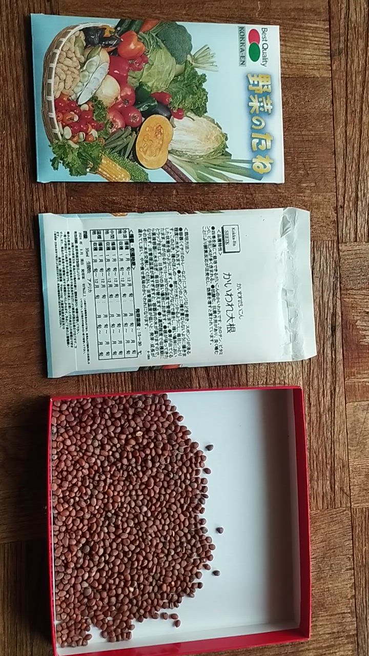 種 野菜たね ダイコン かいわれ大根 1袋（35ml） スプラウト