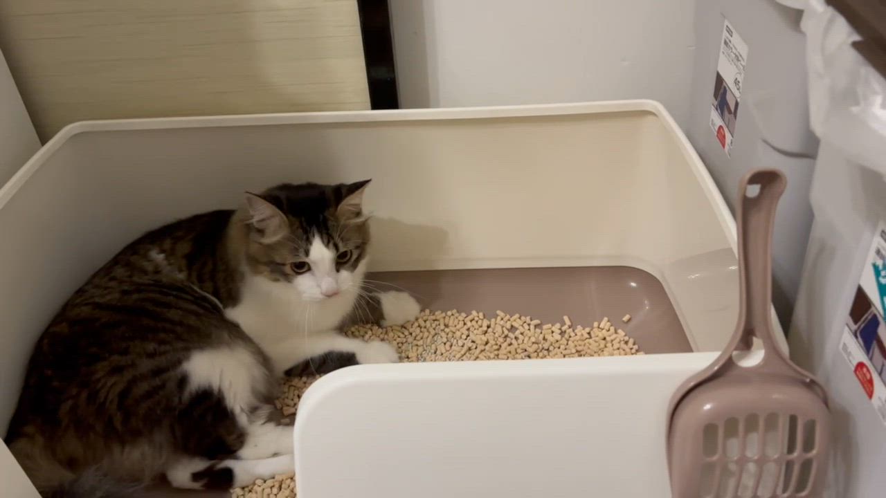 全体のレビュー動画のサムネイル | 3