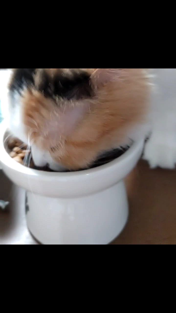 ロイヤルカナン FHN キトン 成長後期の子猫用 生後12ヵ月齢まで