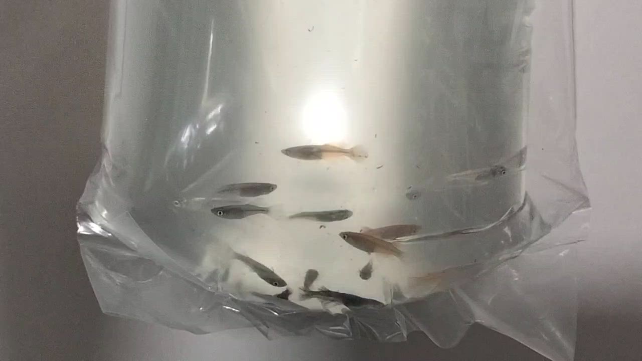 全体のレビュー動画のサムネイル | 14