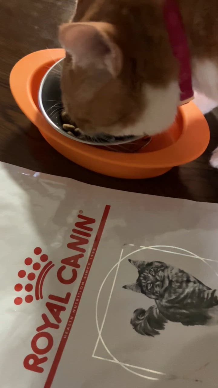 ロイヤルカナン　猫用　ユリナリーS/O オルファクトリー　ライト　4kg 楽天市場】ロイヤルカナン 猫用 ユリナリーS／O オル