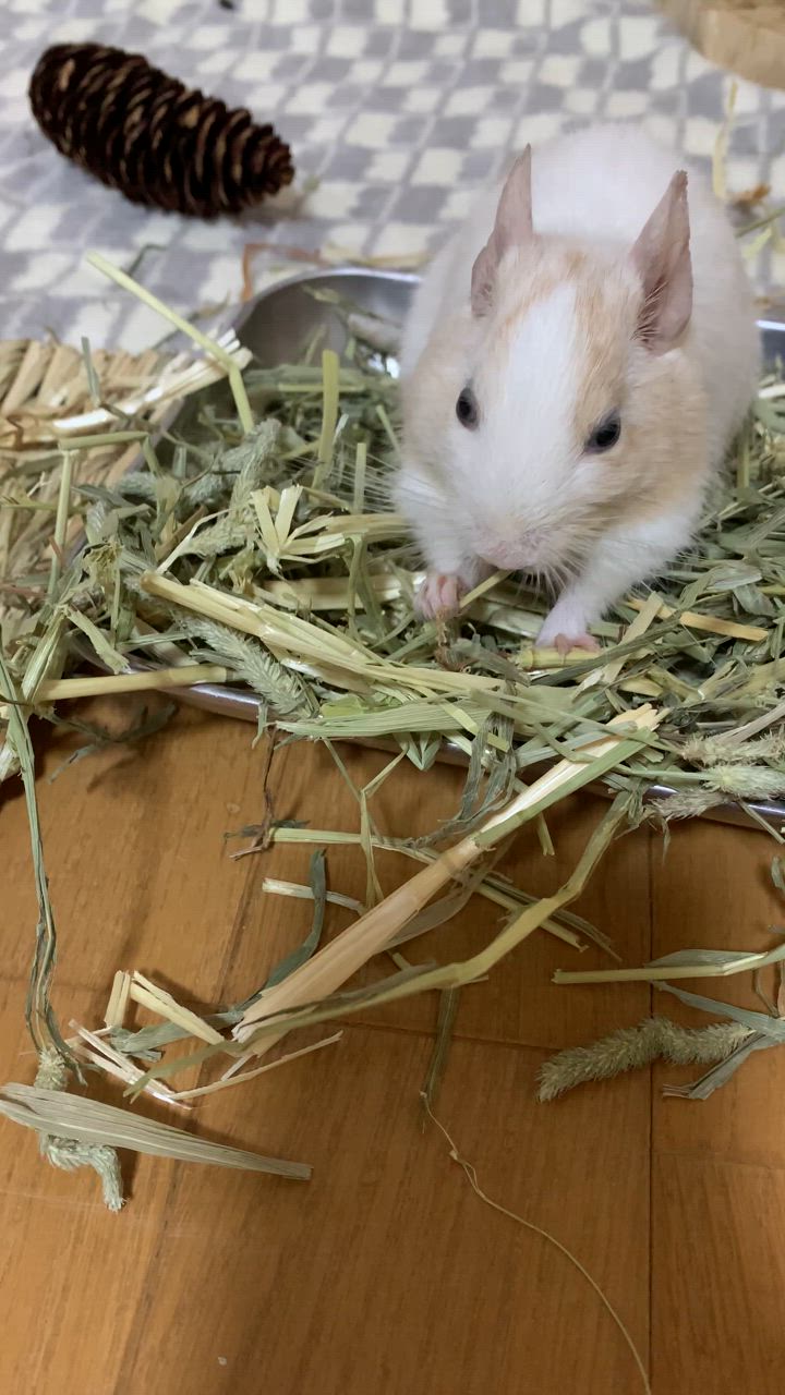 OXBOW ウェスタンチモシーヘイ 1.13Kg　並行輸入品 OXBOW ウェスタンチモシーヘイ 1.13Kg 並行輸入品