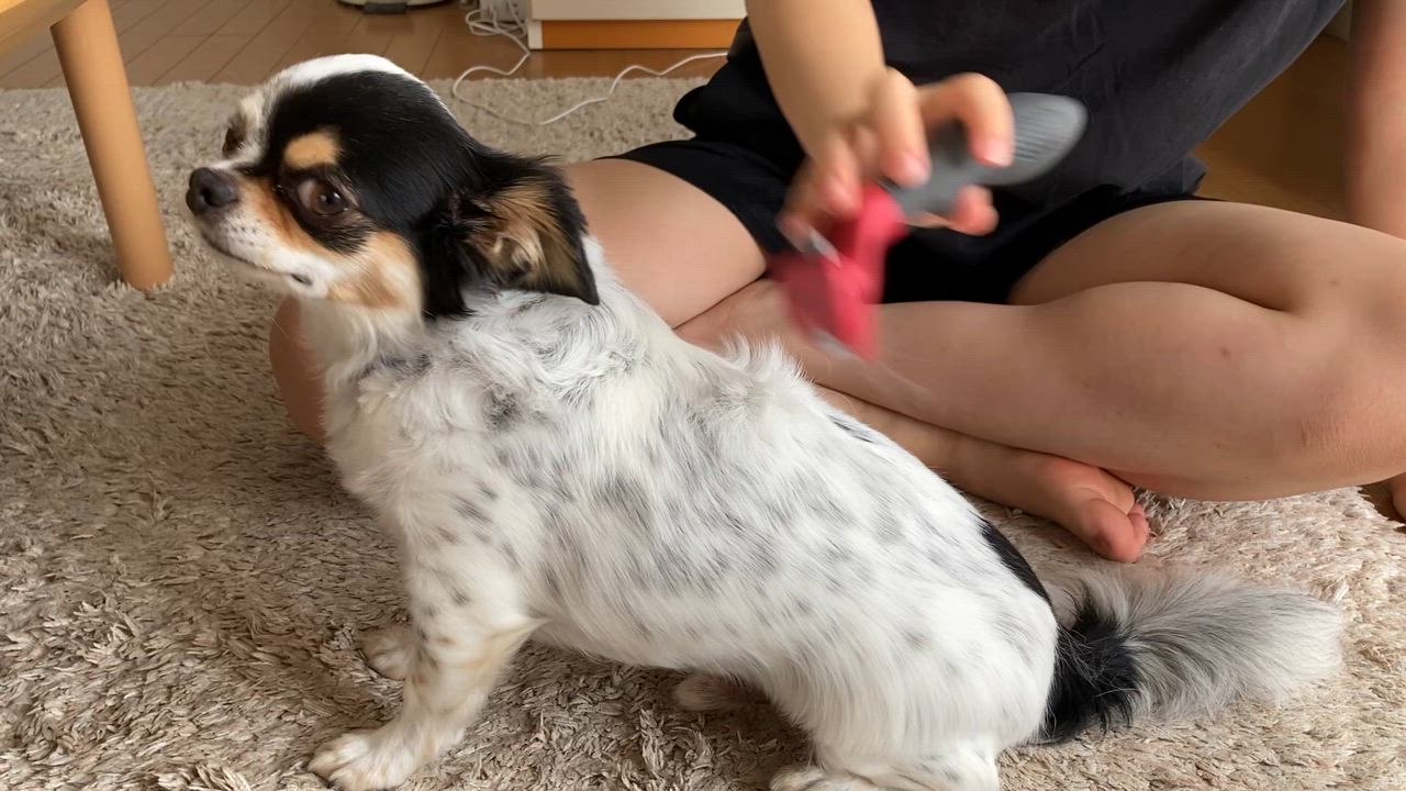 ファーミネーター 超小型犬 長毛 ( 1個入 )/ : 爽快ドラッグ