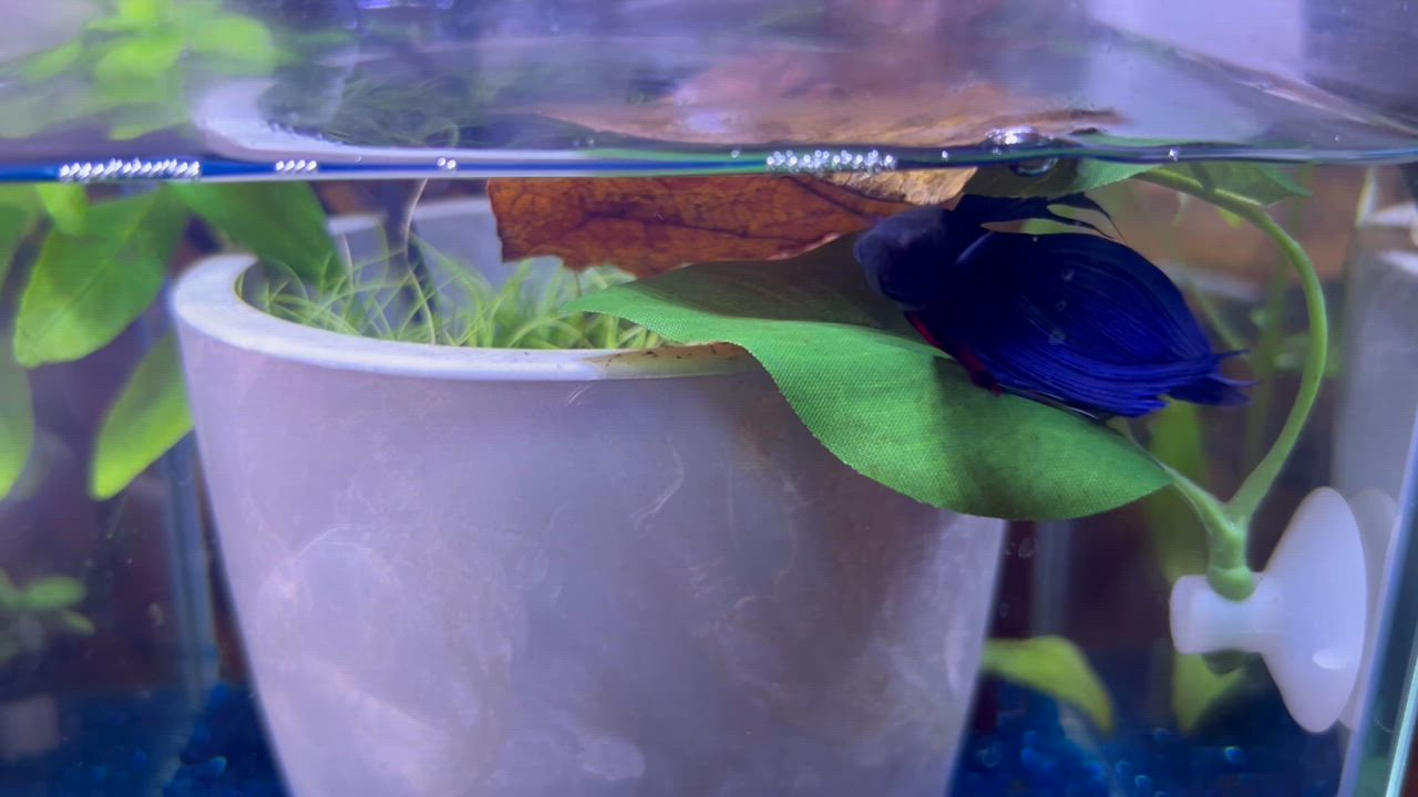 マジックリーフ モモタマナ・リーフ 5枚入り : ベタ専門店