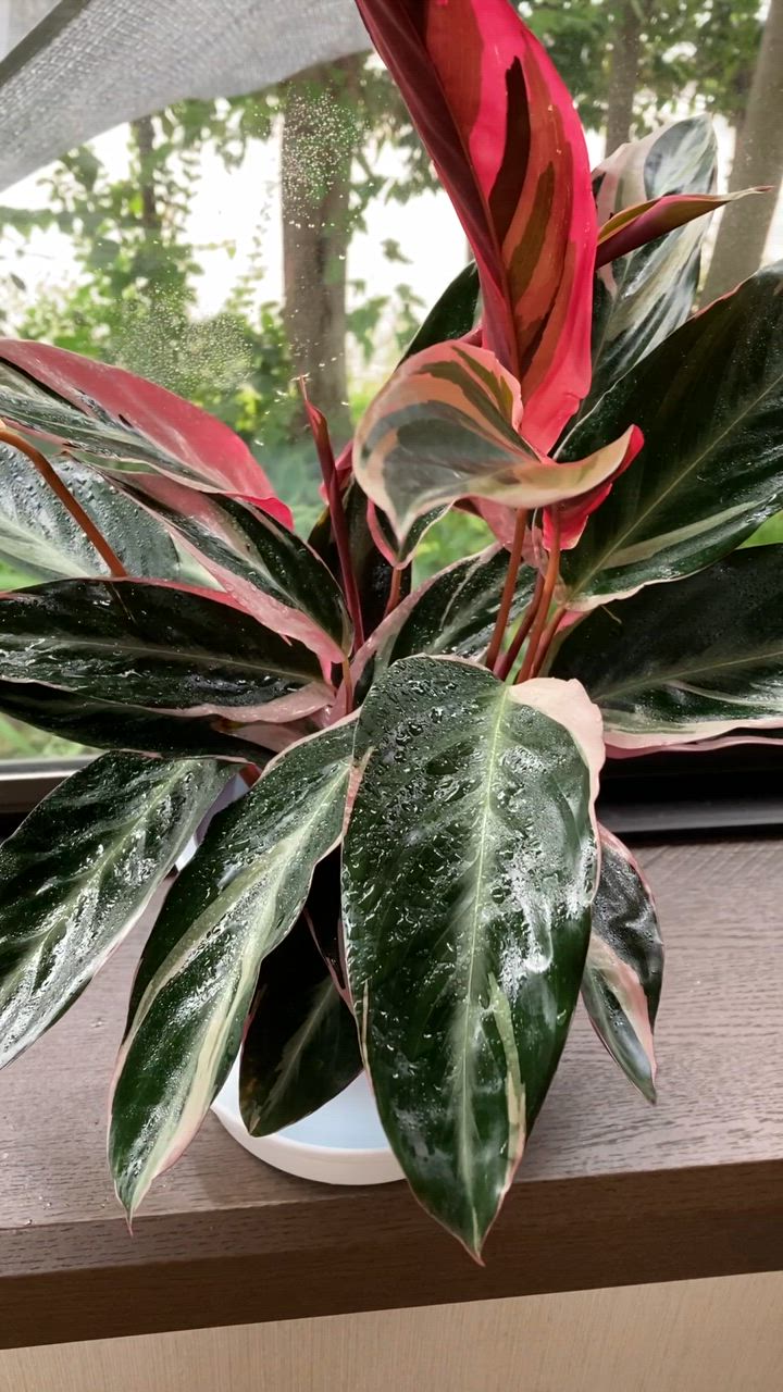 【美苗】激レア　ストロマンテ　トリオスター　斑入り　ゴマ斑　　抜き苗 ストロマンテ トリオスター○珍しい葉色 観葉植物 南アメリカ