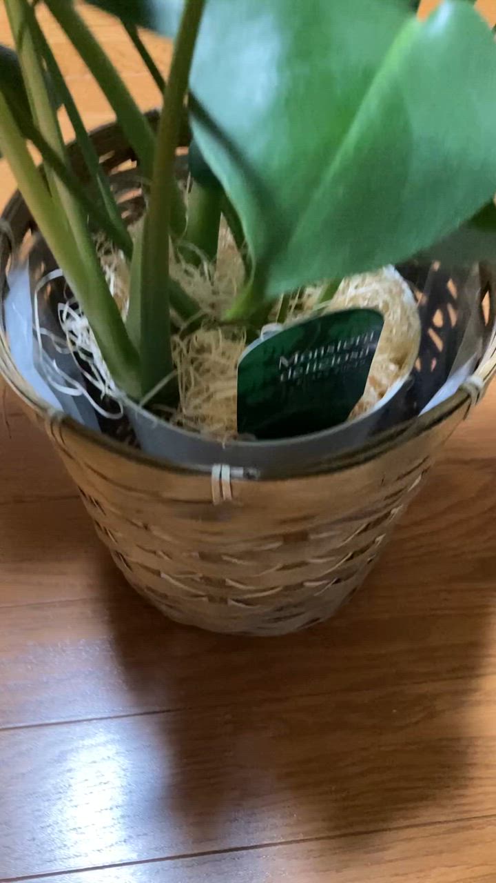 全体のレビュー動画のサムネイル | 0